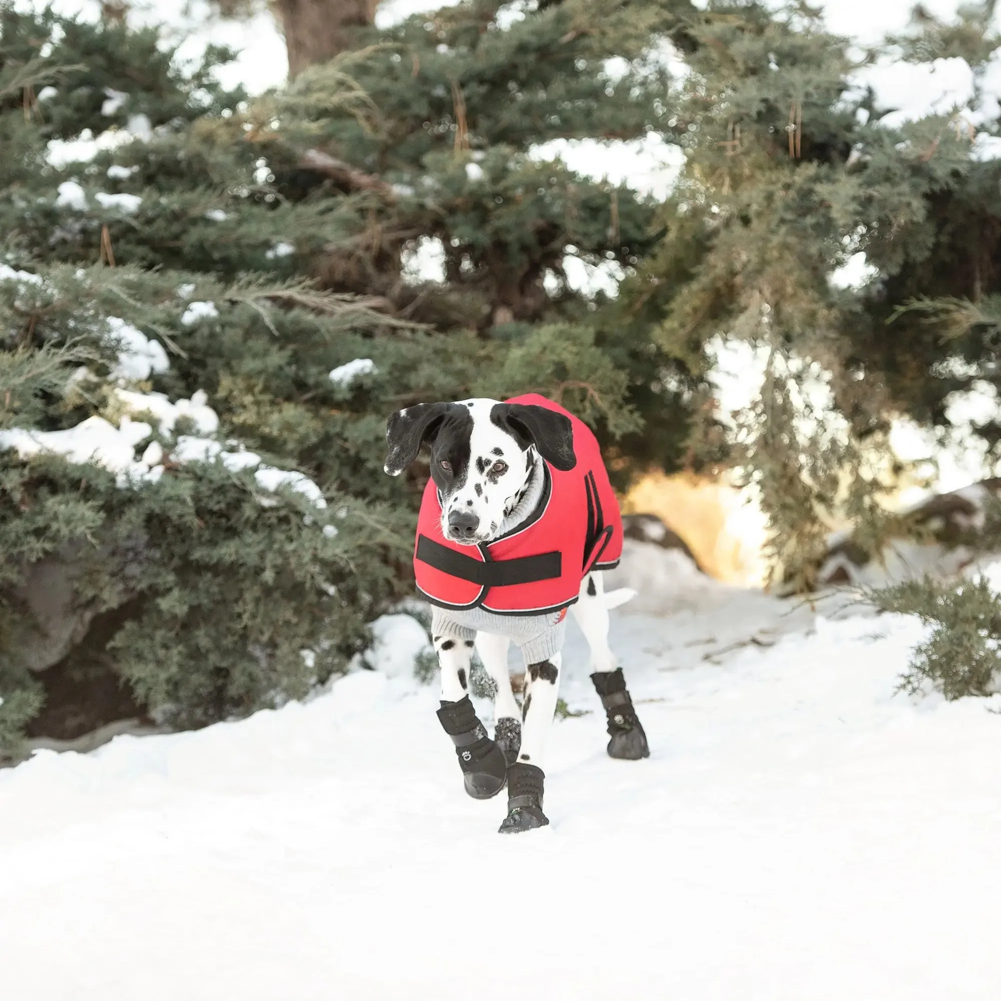 Blanket Dog Jacket | Red