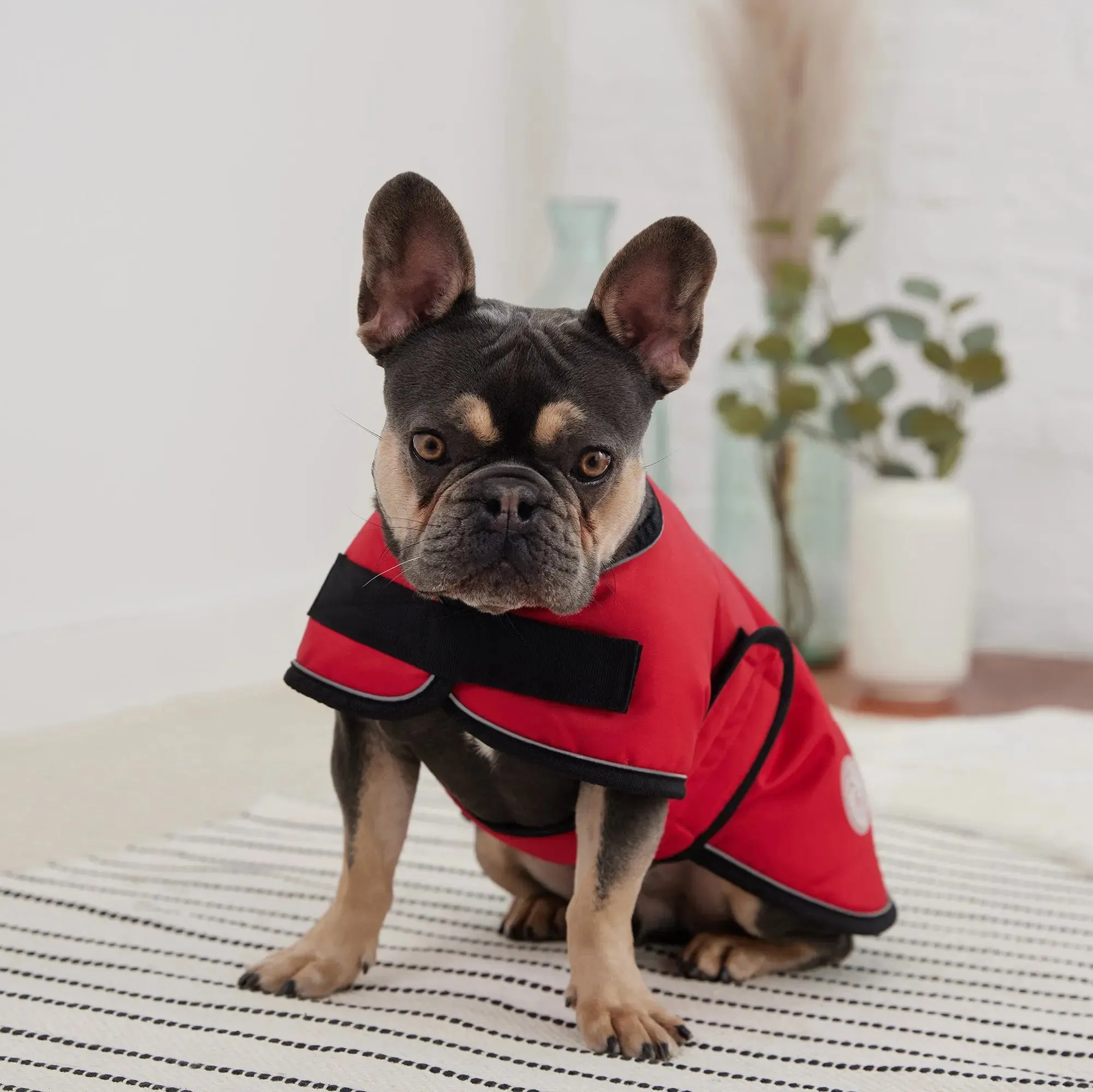 Blanket Dog Jacket | Red