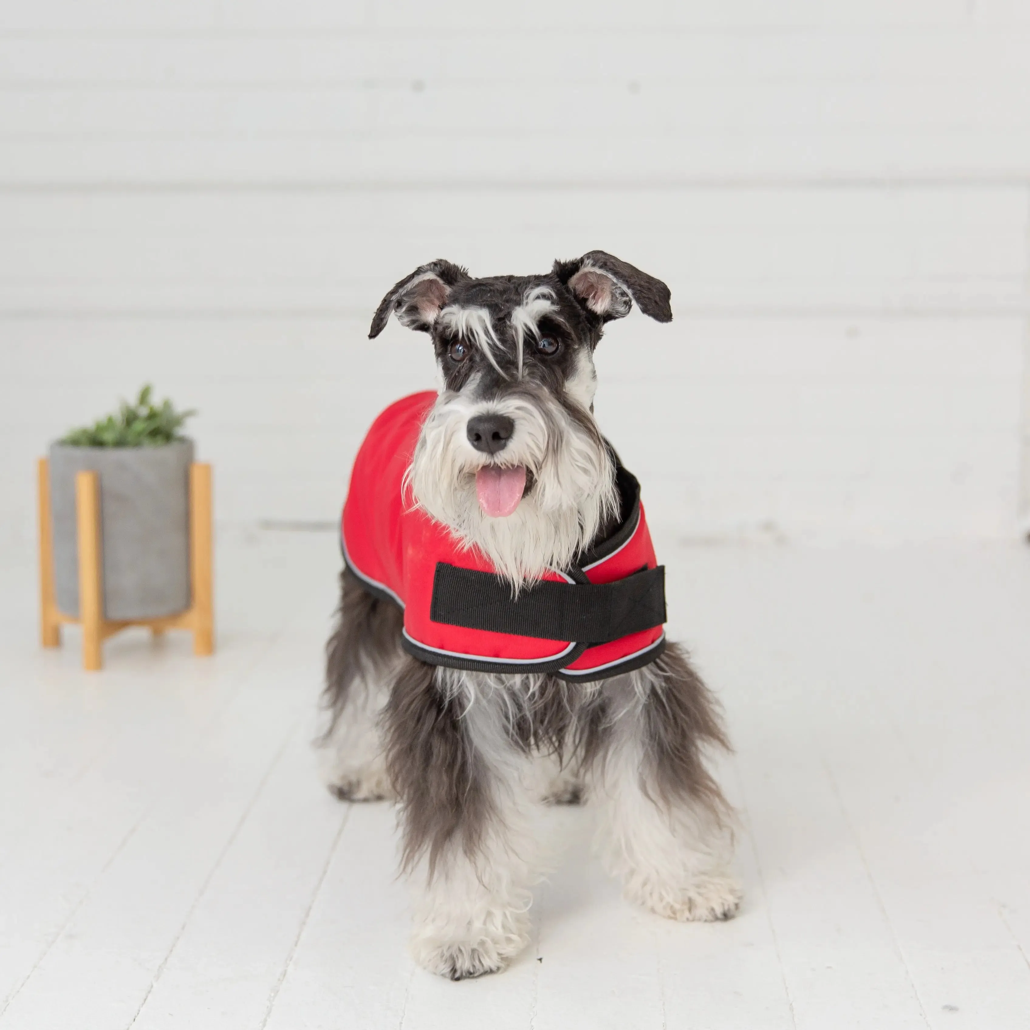 Blanket Dog Jacket | Red